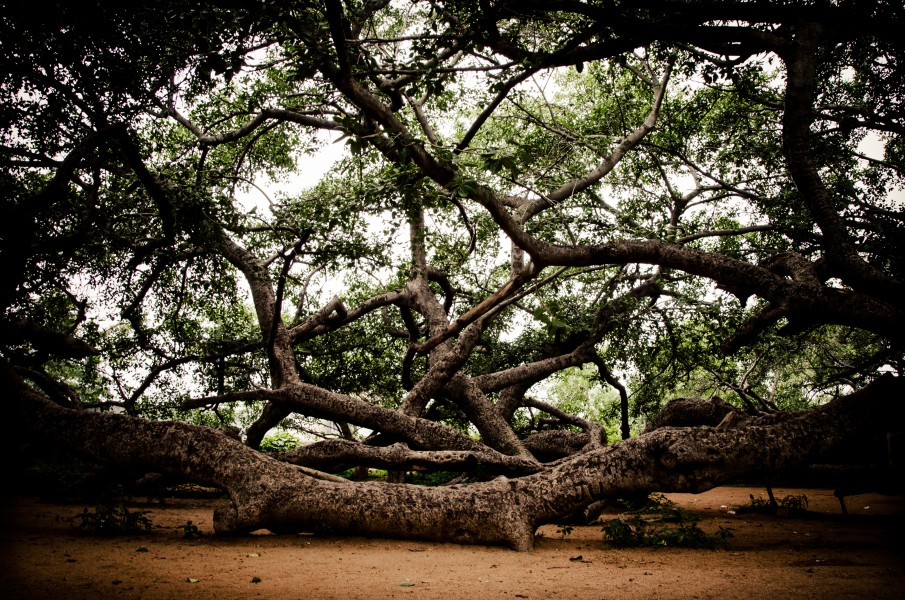 Pillala marri - 700 year old Banyan tree