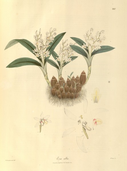 Pinalia leucantha as Eria alba - Nathaniel Wallich - Plantae Asiaticae Rariores - vol. II plate 197 (1831)