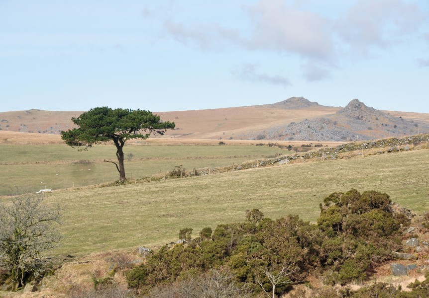 Pine and tors near Burrator