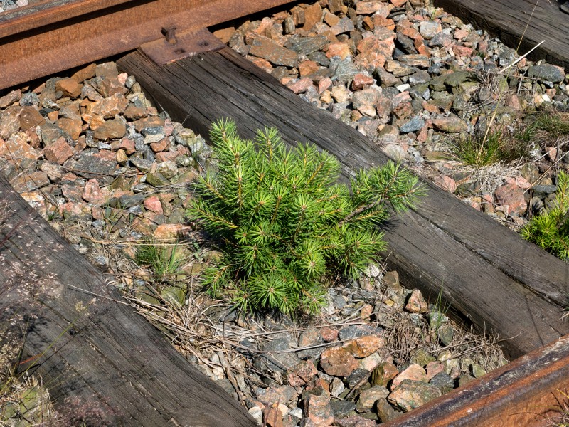Pine sapling on Lysekil line