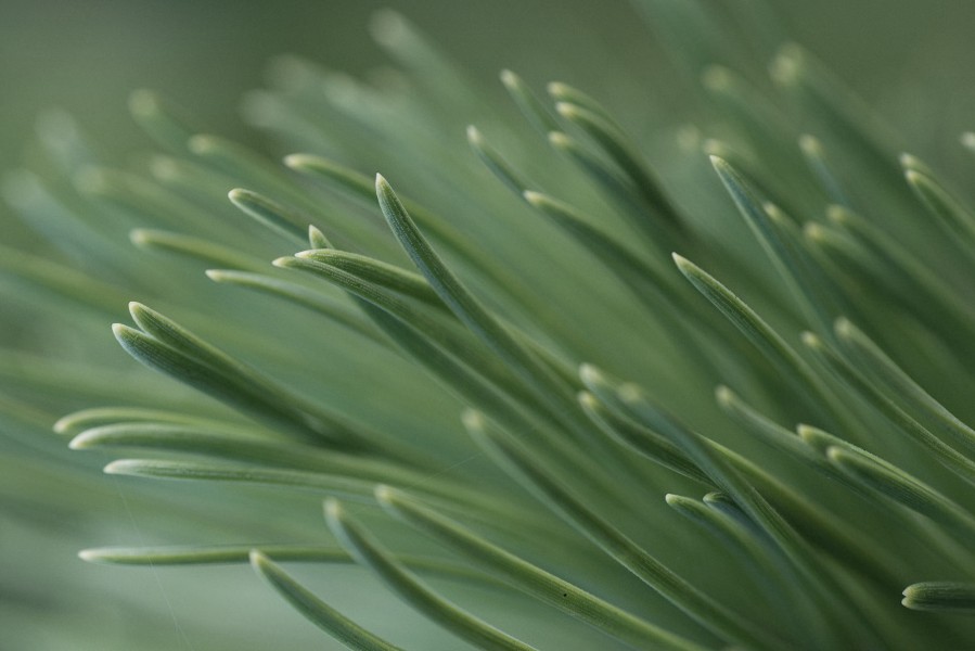 Pine Tree Needles (Macro)