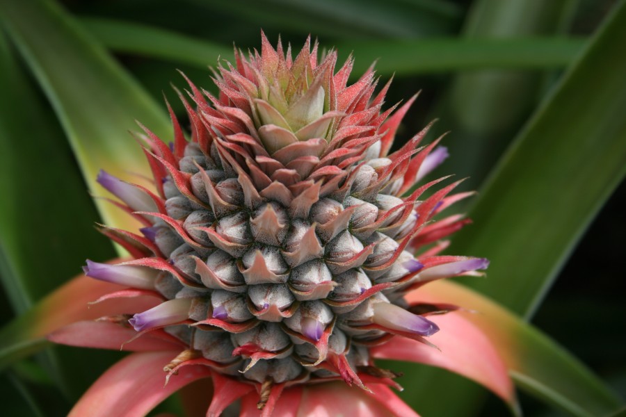 Pineapple-002