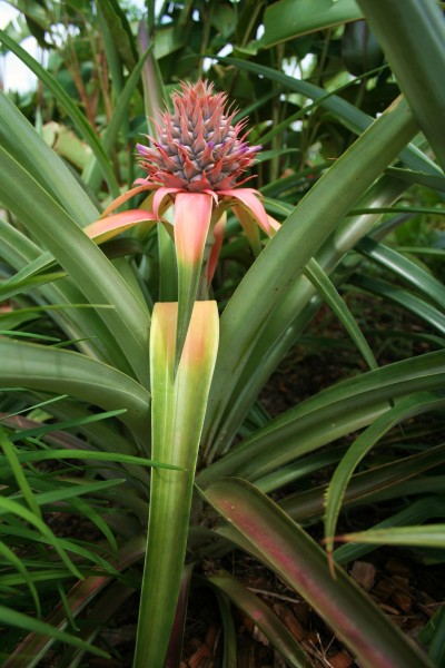 Pineapple-003