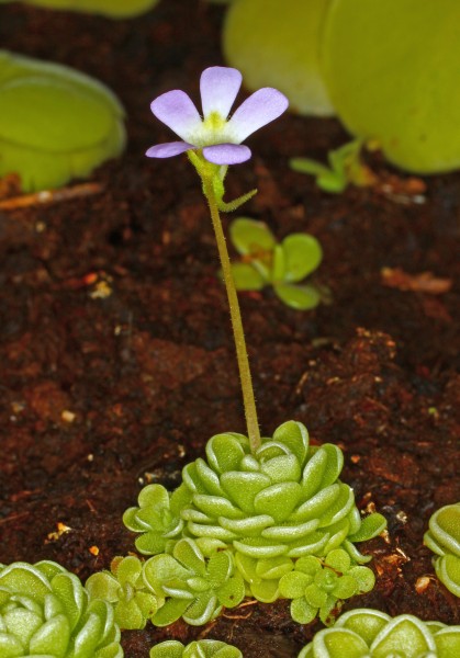 Pinguicula esseriana 02