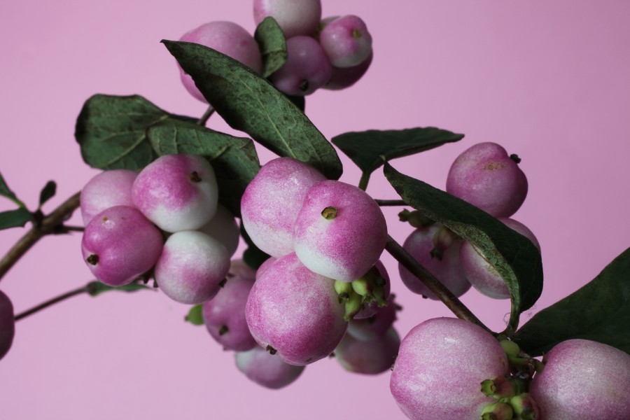 Pink berries (7982694436)