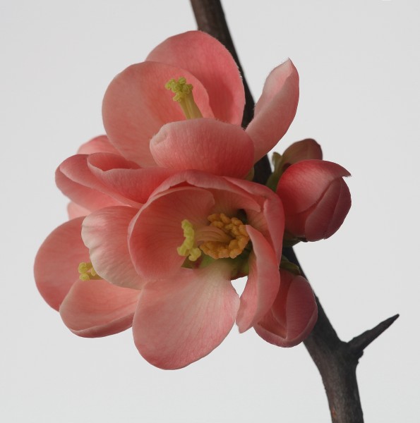 Pink blossom (16669849778)