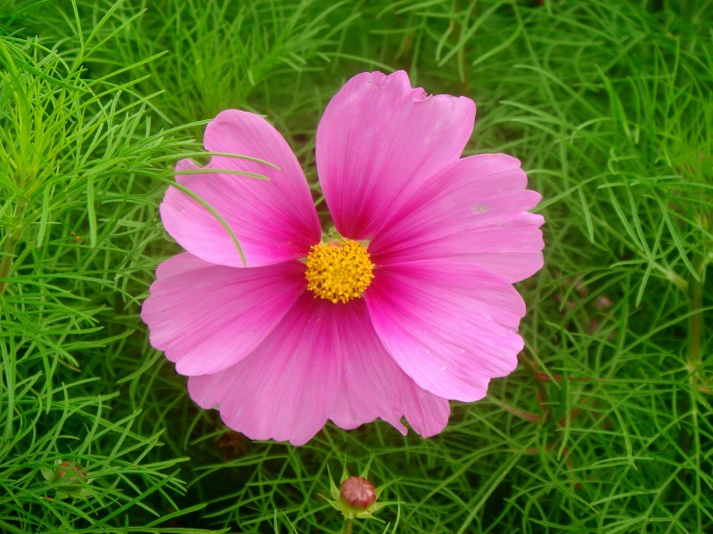 Pink cosmos 03481