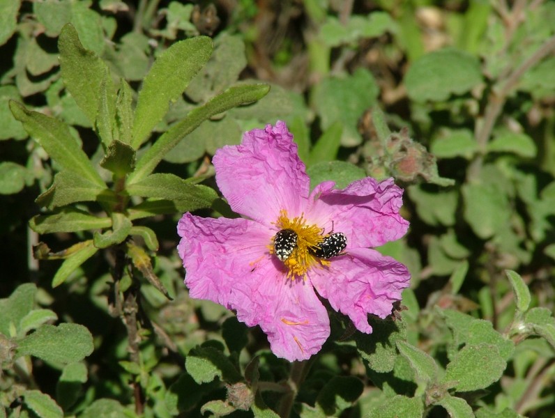 Pink Rock-Rose 04
