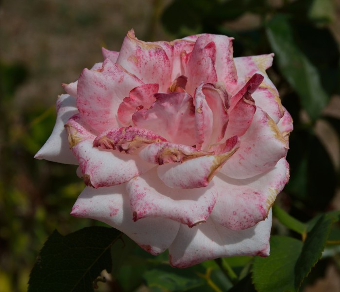 Pink rose and red