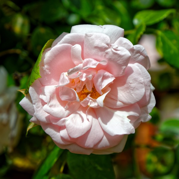 Pink rose bloom of a climbing rose at Boreham, Essex, England 1