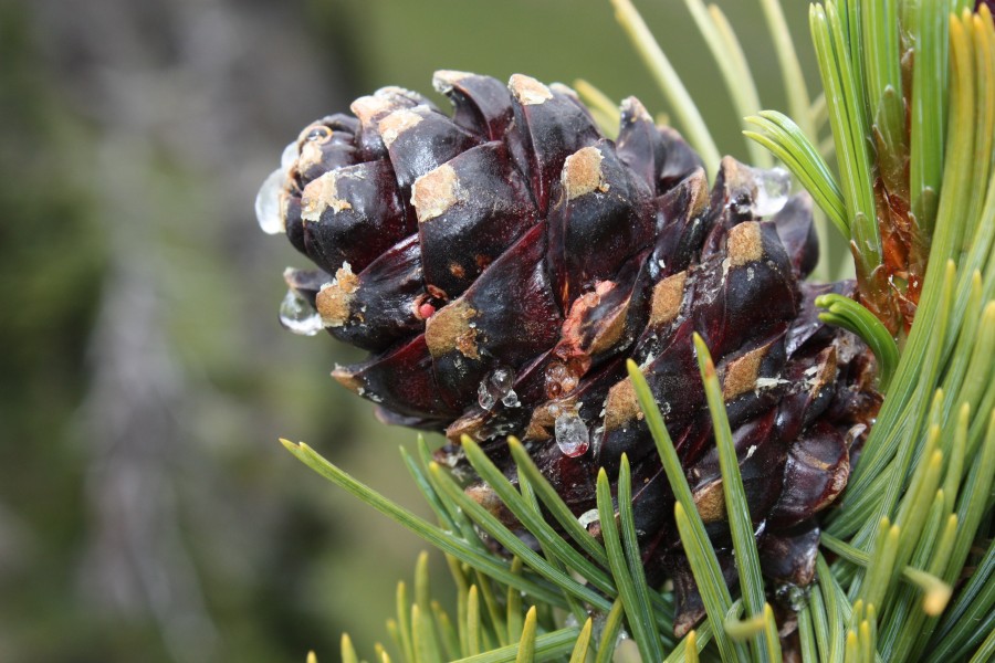 Pinus albicaulis 8574