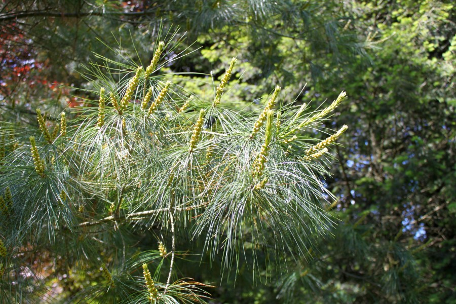 Pinus armandii foliage