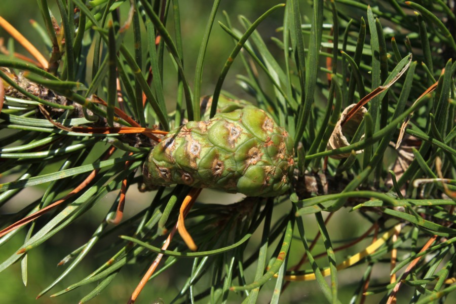 Pinus banksiana cone 2