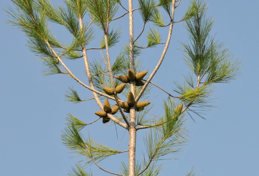Pinus brutia - Turkish pine 02