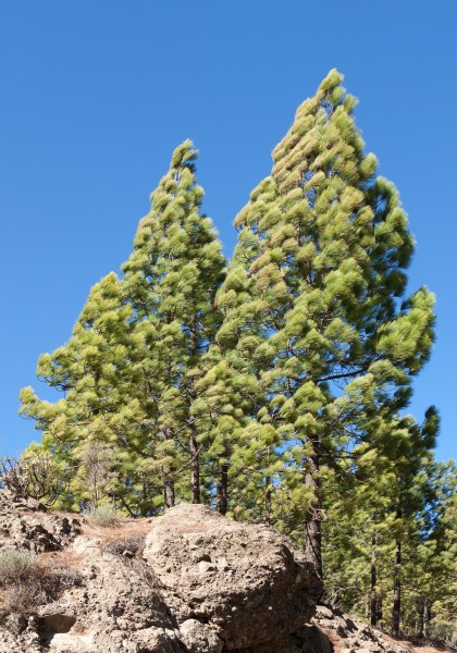 Pinus canariensis - Gran Canaria