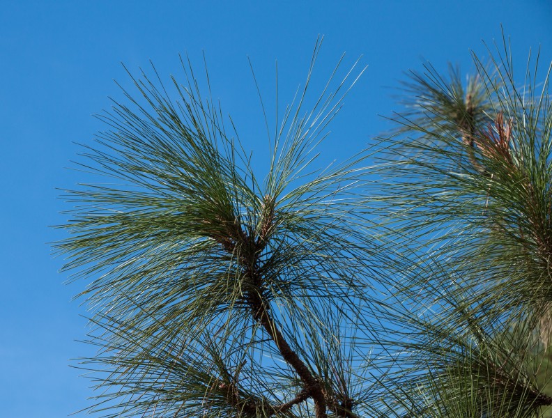 Pinus canariensis - Jardín Botánico Canario Viera y Clavijo - Gran Canaria