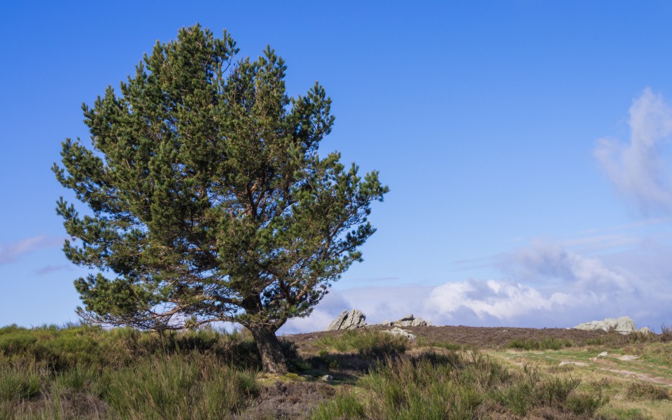 Pinus halepensis, Rosis, Hérault (01)