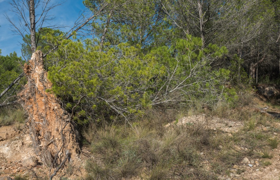 Pinus halepensis (uprooted), Murviel-lès-Béziers 02