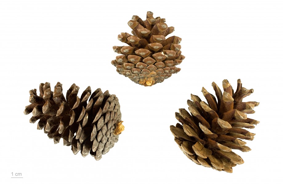 Pinus halepensis MHNT.BOT.2008.1.22