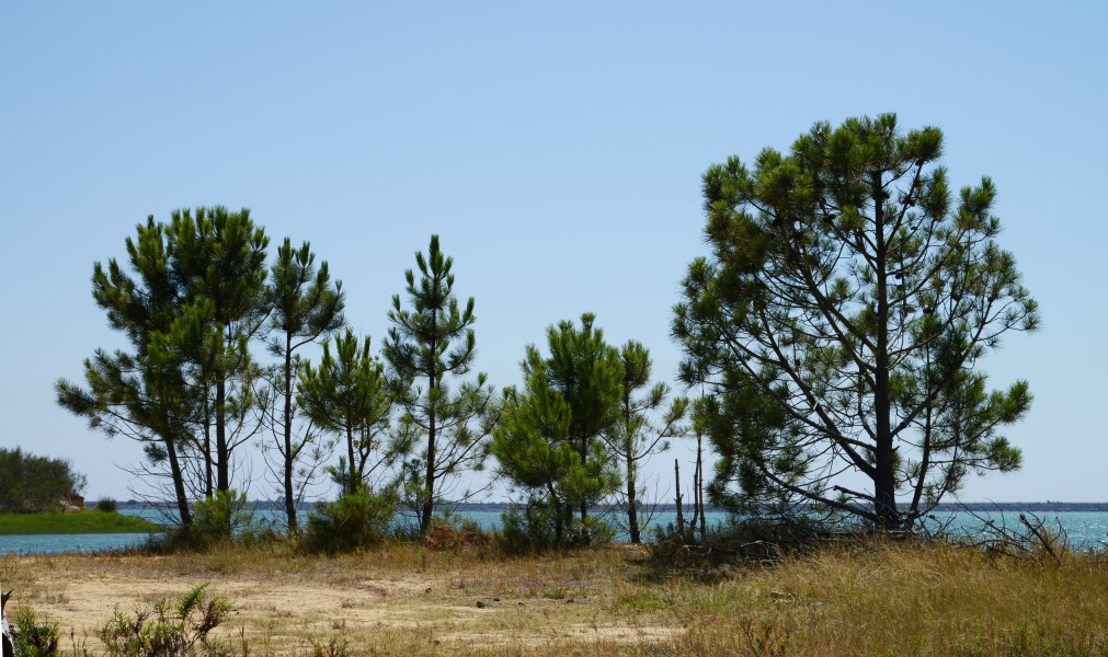 Pinus July 2014-1