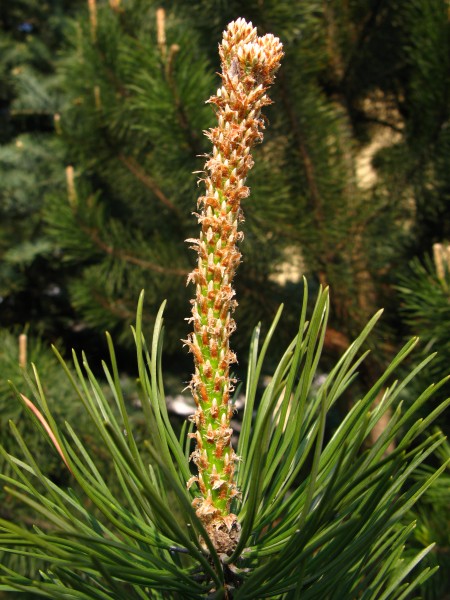 Pinus mugo nothosubsp. rotundata shoots