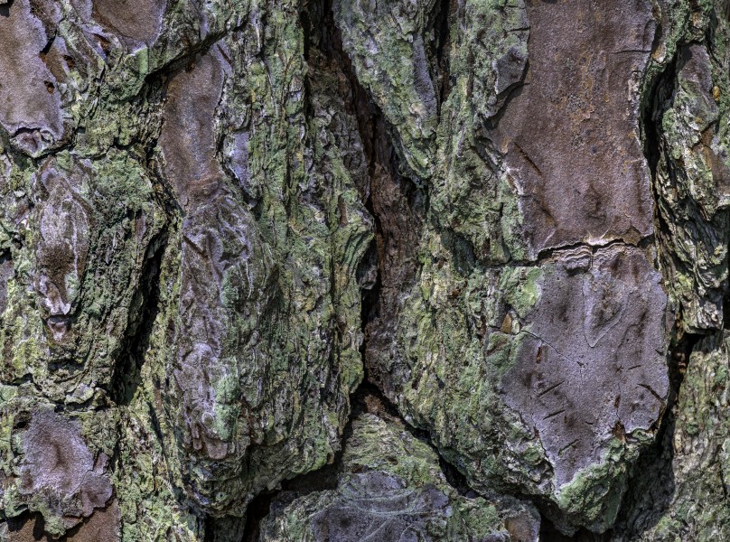 Pinus palustris bark 30 NBG LR