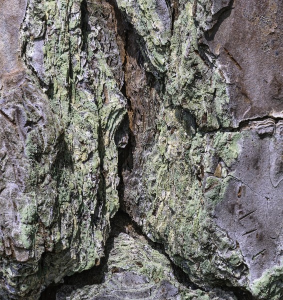 Pinus palustris bark 7 NBG LR