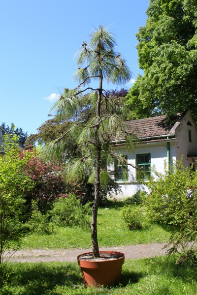 Pinus palustris Rogów 2