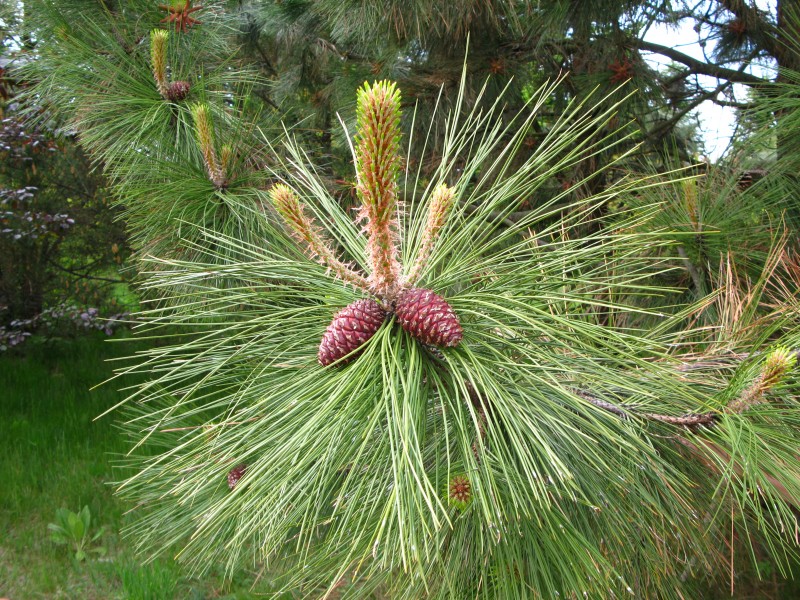 Pinus ponderosa subsp. ponderosa cones and shoots 1