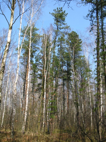 Pinus rigida in Nieporęt Forest