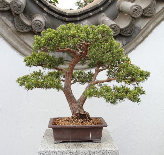 Pinus sylvestris penjing JB