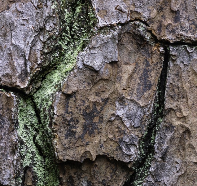 Pinus taeda 29 NBG LR