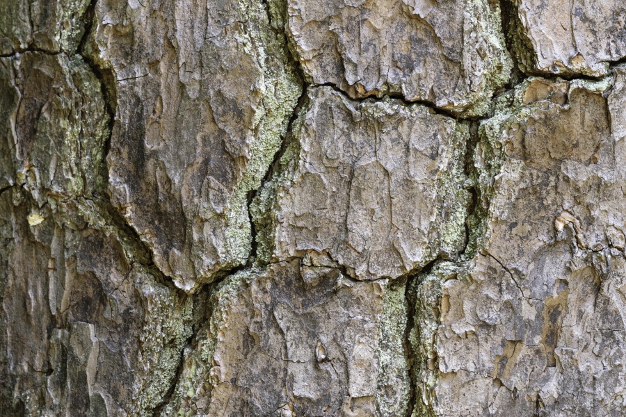 Pinus taeda CG NBG LR