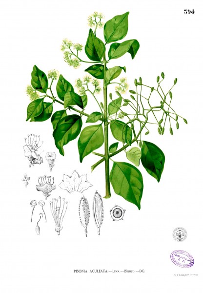Pisonia aculeata Blanco2.394