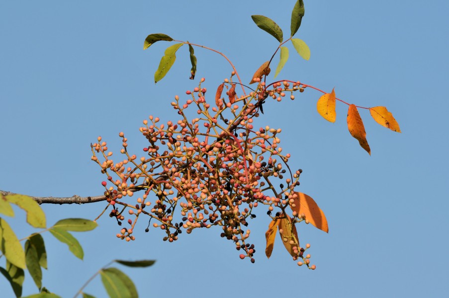 Pistacia terebinthus - Yabani fıstık - Terebinth