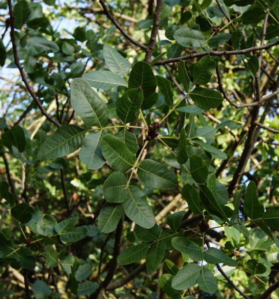 Pistacia vera L.1702