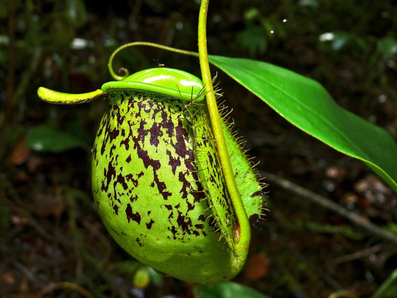 Pitcher Plant (Nepenthes ampullaria) (8411421382)