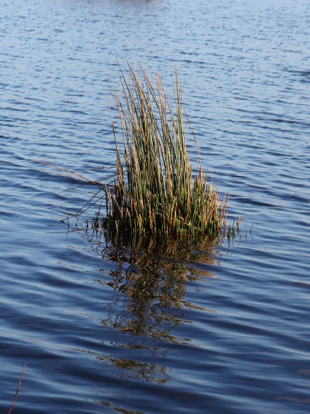 Pitrus (Juncus effusus) 07
