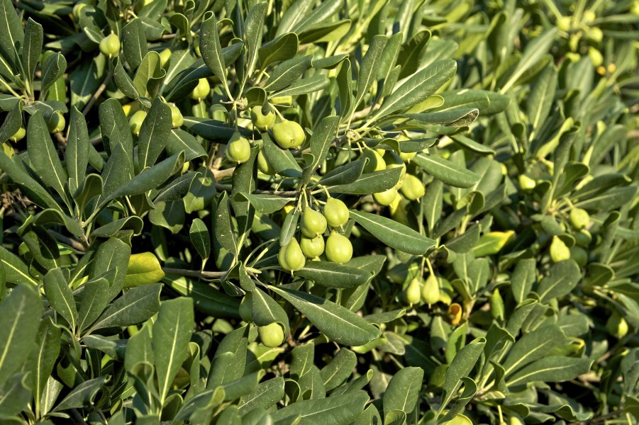Pittosporum tobira (Thunb.) W. T. Aliton JdP