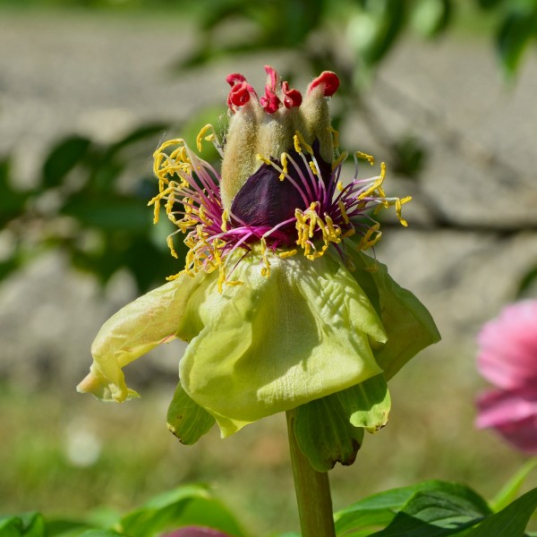 Pivoine fanée FR 2014