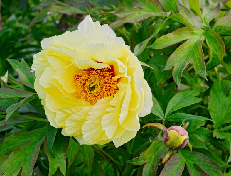 Pivoine jaune fleur&bouton FR 2014