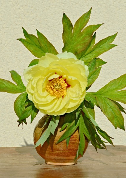 Pivoine jaune vase FR 2014