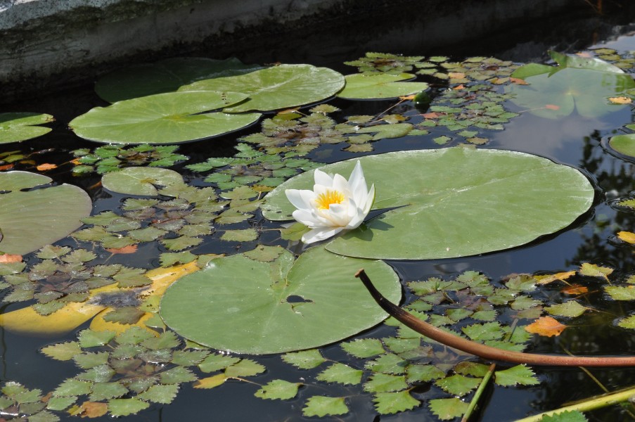 PL-PK Bolestraszyce, arboretum 2011-06-16--12-24-22-030