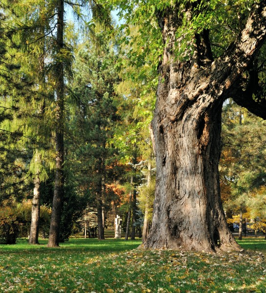 PL-PK Mielec, Park Oborskich 2013-10-13--15-42-16-001