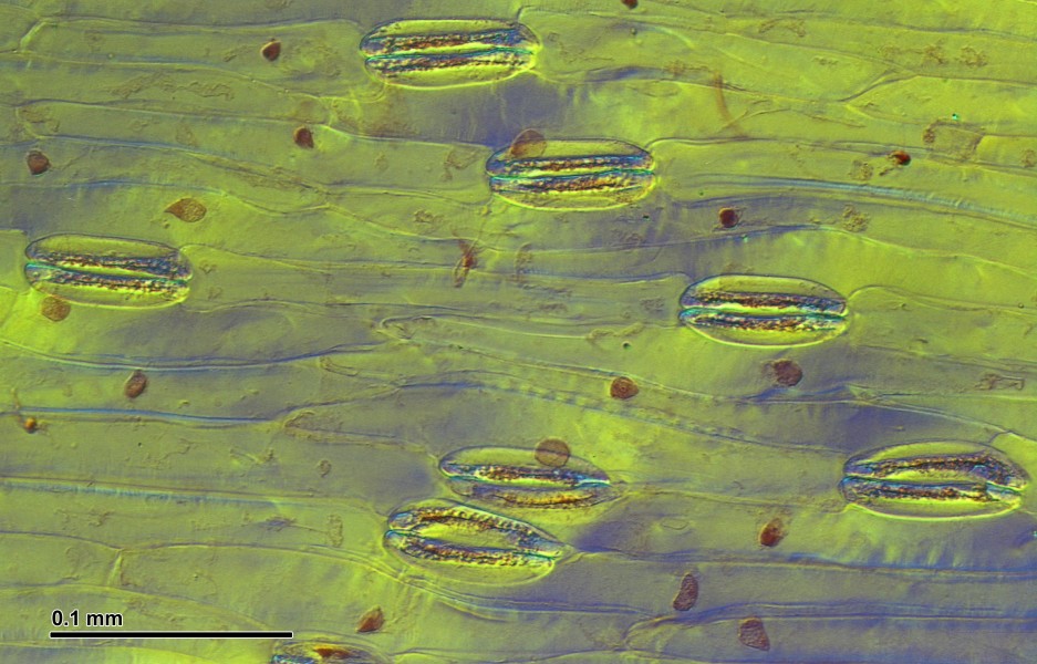 Plant leaf epidermis (255 16) Tulip leaf epidermis