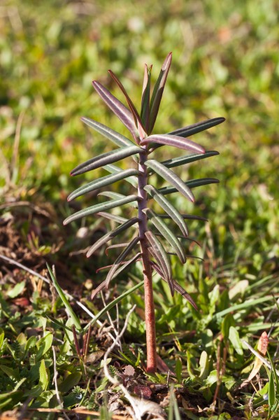 Planta. A Baiuca - Senra - Oroso-4