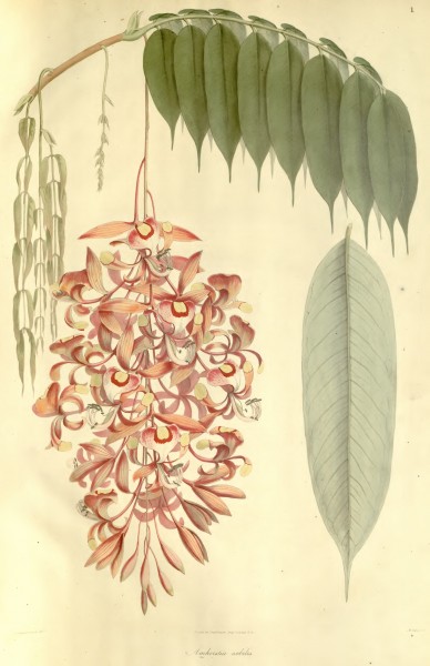 Plantae Asiaticae Rariores - plate 001 - Amherstia nobilis