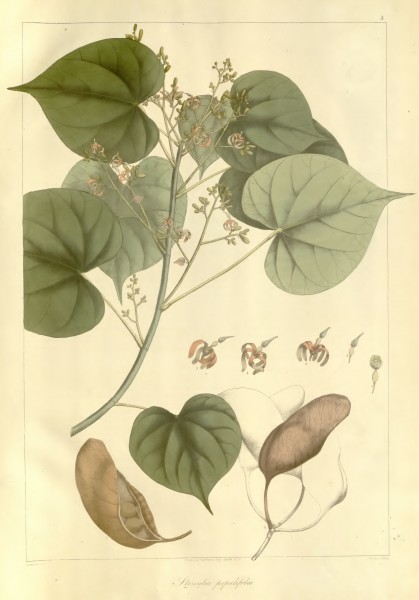 Plantae Asiaticae Rariores - plate 003 - Sterculia populifolia