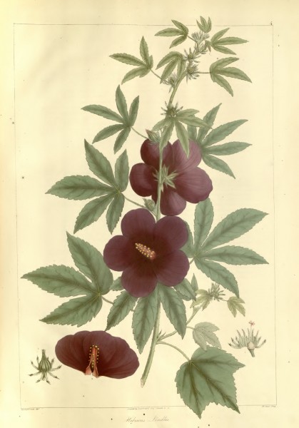 Plantae Asiaticae Rariores - plate 004 - Hibiscus Lindlei