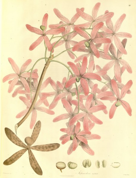 Plantae Asiaticae Rariores - plate 012 - Melanorrhoea usitata